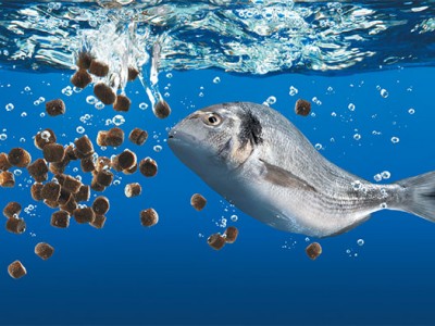 Xu hướng nghiên cứu dinh dưỡng thủy sản