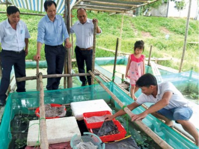 Nuôi con đặc sản chả bao giờ đòi ăn cám công nghiệp, trai làng Thái Bình thu gần 1 tỷ đồng ở khu ruộng xấu