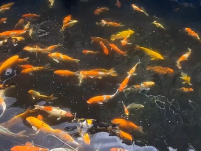 Cho cá thịt chung nhà với cá cảnh đang hot, ai ngờ nhà nào ở nơi này của Thái Bình cũng giàu nhanh hơn