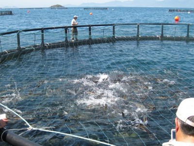 Nuôi trồng thủy sản theo phương pháp tiết kiệm chi phí: Hướng đi bền vững cho nông dân