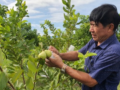 Nông dân Việt Nam xuất sắc 2023 đến từ Khánh Hòa trồng cây gì mà thu tiền tỷ?