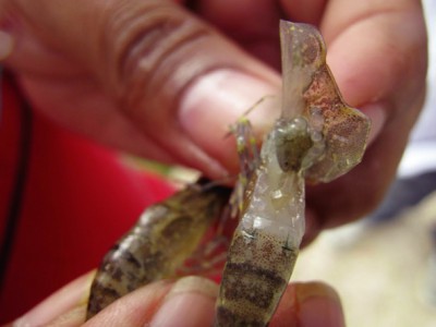 Giải pháp tổng hợp kiểm soát bệnh EMS, EHP và WFD ở tôm