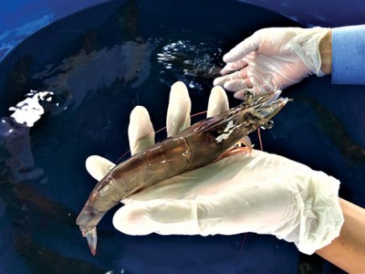 Sản xuất tôm giống khỏe từ tôm mẹ không cắt mắt