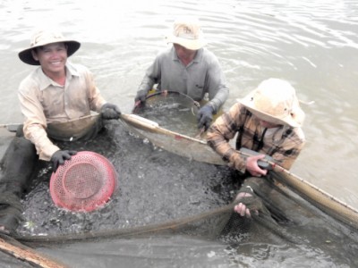 Dịch bệnh thủy sản: Phòng hơn chống