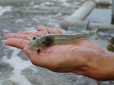 Kết luận là, biofloc thực sự giảm độc lực vi khuẩn gây bệnh hoại tử gan tụy