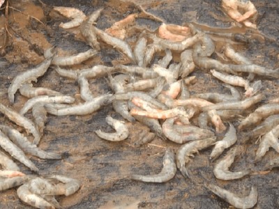 Nguyên nhân và cách phòng tránh tôm chết hàng loạt