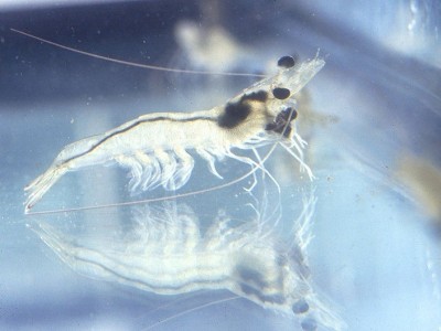 Quá trình tiến triển bệnh phân trắng do kí sinh trùng Gregarine trên tôm?