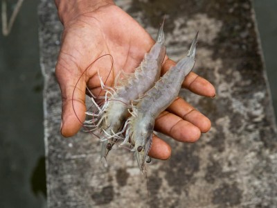 Giải quyết ammonia trong nuôi tôm