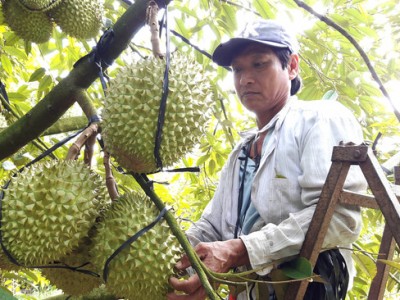 Dịch Covid-19: Người ngậm ngùi nhìn trái chín rụng khắp vườn, người lo bán tháo vì trở tay không kịp