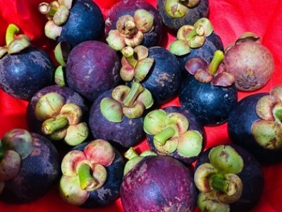 Đây là hai loại quả ngon đất Vĩnh Long, vô vườn thấy treo đầy trái, dân hái thương lái 