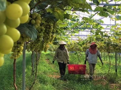 Trang trại nông nghiệp công nghệ cao ở Nghệ An trồng la liệt rau, củ, quả sạch, tha hồ chụp ảnh