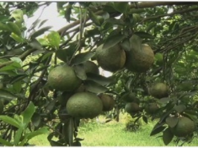 Qua thời rẻ mạt, thứ cây đặc sản này giờ đây lại có giá, nhà nào ở Hậu Giang trồng lại có tiền to