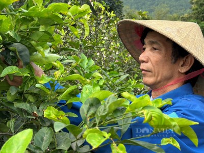 Lạ, dưới chân núi Thiên Nhẫn ở Nghệ An, rõ ràng dân trồng chanh, sao cứ vặt lá đem bán, kiếm bộn tiền?