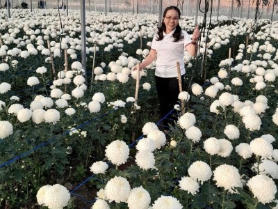 Bà chủ cơ ngơi mấy chục tỷ đồng ở Lâm Đồng tiết lộ bí quyết chăm hoa cúc nở to như cái bát tô