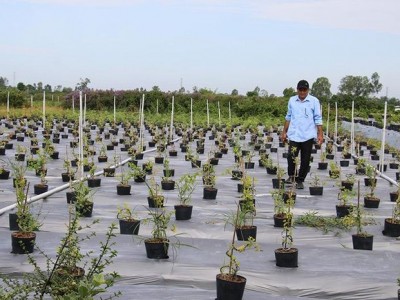 Loại cây cảnh này đem ra ruộng trồng trông lạ lắm, anh nông dân Đồng Tháp phát tài, làm chơi ăn thiệt