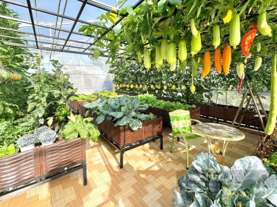 Gái miền Tây trồng rau, cây ăn quả trên sân thượng, cây nào cây nấy tốt um, sai quả lúc lỉu như đàn lợn con