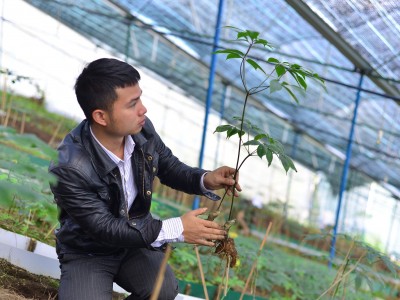 Đưa quốc bảo sâm Ngọc Linh về trồng trên đất mới, chàng trai 9X Lâm Đồng bán giá 40 triệu đồng/kg