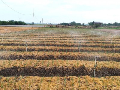 Tưới nhỏ giọt để ứng phó nguy cơ cạn kiệt nước ngầm