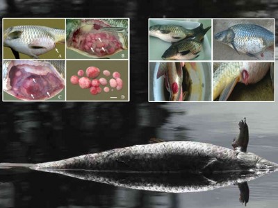 Bệnh u nang đường ruột trên cá chép