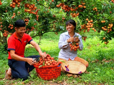 Mỹ công nhận thêm một trung tâm chiếu xạ ở Hà Nội, vải thiều thuận đường sang Mỹ, Úc