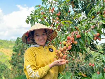 Trồng loại quả ngon, ăn giúp tăng miễn dịch, nông dân gần hang động núi lửa ở Đắk Nông thu tiền tỷ