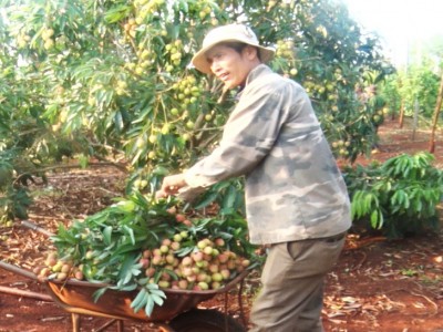 Đâu ngờ đem thứ cây cho quả ngon từ Hải Dương vô trồng ở Gia Lai lại ra trái quá trời, hái mỏi tay