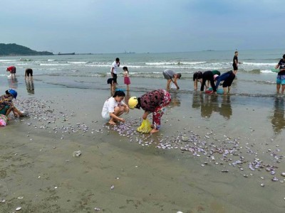 Vô số con vạng màu lạ mắt dạt vào bờ biển một nơi ở Nghệ An, người dân hò nhau ra vớt 'lộc'