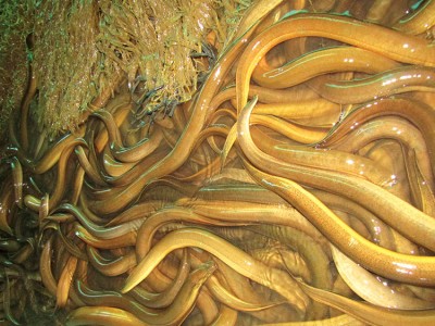 Sản xuất giống thủy sản gặp khó ở Vĩnh Long