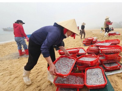 Ngư dân phấn khởi đón vụ cá Nam