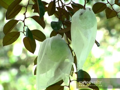 Tiền Giang: Trồng cây ra trái ăn phải bóp, nặn, vườn đẹp như phim, ông nông dân thu 300 trăm triệu mỗi năm