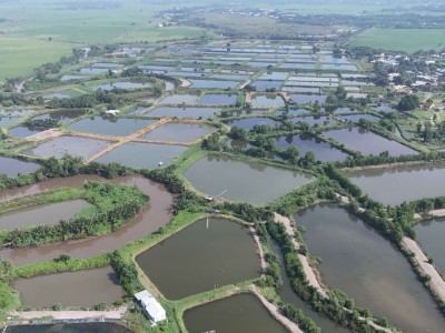 Vì sao vùng nuôi tôm Phước Thuận suy giảm?