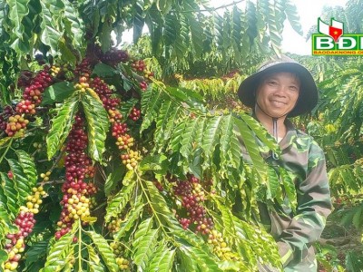 Trồng cà phê thả ngọn là cách trồng kiểu gì mà ngắm trái mãi không chán mắt?
