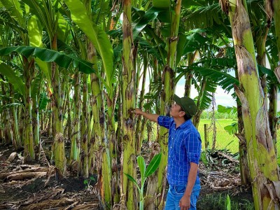 Bỏ thanh long trồng loại cây ra thứ quả ruột vàng, ai ngờ anh nông dân Long An lại bán đắt hàng