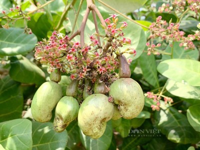 Bình Phước: Kỳ lạ, nhiều vườn điều vẫn trĩu quả giữa vụ mùa thất thu