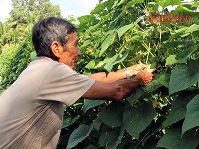 Trồng cây dây leo lấy trái làm rau, giá bỗng tăng gấp đôi, cứ 3 công đất, nông dân Hậu Giang lời khỏe 100 triệu