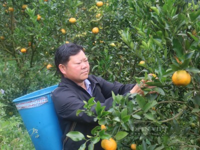 Trồng loại quả đặc sản 