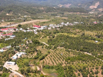 Loại quả ngon này ở Khánh Hòa năm nay nhà nào hái bán đều trúng mùa trúng giá, đó là quả gì?