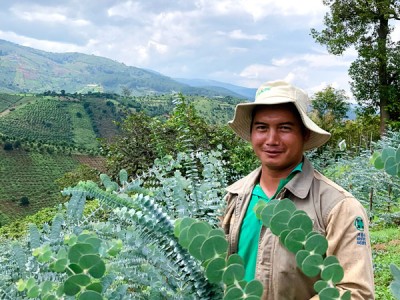 Lâm Đồng: Trồng cây đô la lạ mắt cắt cành bán, ông nông dân này thu cả trăm triệu đồng