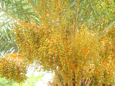 Đồng Tháp: Trồng thứ cây lạ trông như cây cọ, ra hàng ngàn trái đếm không xuể, nhiều người kéo đến xem