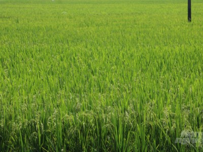 Hưng Yên không lơ là phòng, chống sâu bệnh cuối vụ