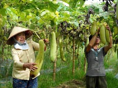 Khách châu Âu, Mỹ, Nhật thích mua xơ mướp, trà từ vỏ cà phê của Việt Nam để làm gì?