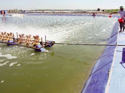 Chế phẩm sinh học xử lý nước bị nhiễm NH3